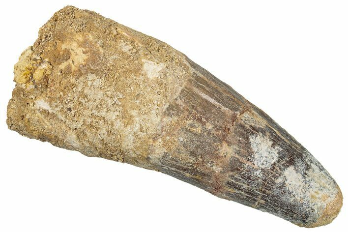 Real Fossil Spinosaurus Tooth - Beastly Dinosaur Tooth #272131